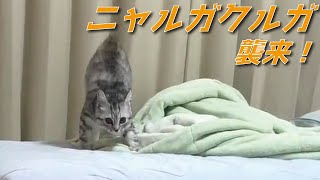 【ニャルガクルガ】威嚇した子猫が暴れまわりますｗ　【猫 威嚇】