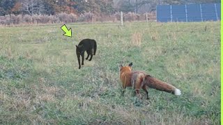 THE FOX DIDN'T KNOW THE CAT WAS GOING TO DO THIS