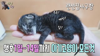 갓난새끼냥 2일차!! 우유 먹여도 될까? 눈은언제떠? 초유는? 아기고양이의 모든것🐈‍⬛ Cat care diary feeding milk powder ENGSUB[#묘랑나랑 1]