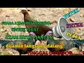 suara Ayam Hutan Betina petek petek petek 100% terbukti ampuh ||| untuk pikat ayam hutan jantan