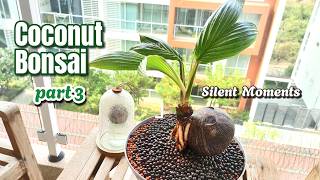 We’re back to working on our Coconut Bonsai!