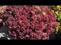 Beautiful Korean Succulents for sale #Korean Succulent garden tour, Sen Hàn Quốc đẹp bán 05/01/24