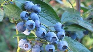 Northern highbush blueberry | Wikipedia audio article