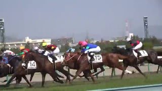 現地映像、新人・坂井瑠星騎手、酷いヤジにもめげず頑張れ！ハナズレジェンド2着