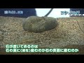 マリンピア水族館の今とこれから 日本財団 海と日本project in 新潟 2020 15