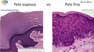 Histologia da Pele - Camadas da pele