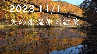 2023 矢の原湿原の紅葉 水面シンメトリ―Autumn leaves reflected on the water surface