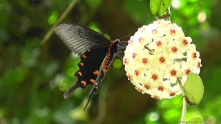 ジャコウアゲハ（アゲハチョウ科）Atrophaneura alcinous　2024年4月　沖縄本島