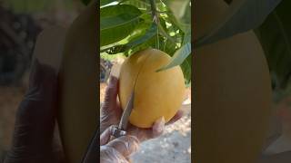 wow strange mango 🥭 cut ripe mango on tree #cuttingskills #mango