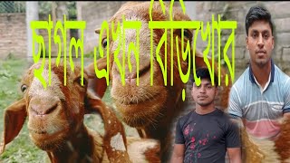 ছাগল এখন বিড়ি খোর###@@@@@@@@@@.[] অস্থির ফান ভিডিও \u0026\u0026@@@@@@