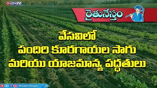 రైతునేస్తం - వేసవిలో పందిరి కూరగాయల సాగు మరియు యాజమాన్య పద్ధతులు || #Raithunestham - Phone  in Live