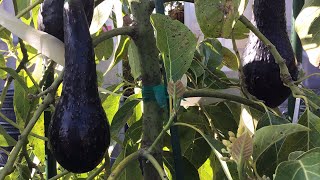 Growing Avocados 2022