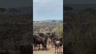 View wildlife in ngorongoro, dozens of lions in the Serengeti and buffaloes more or less everywhere