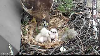 A Face-To-Face With Red-tailed Hawk Hatchlings During Feeding Time – May 1, 2019