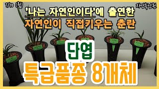 [7월 10일] 단엽 2종, 장단엽.두화목, 라사지.단엽, 무곡단엽, 민단엽, 철갑단엽, 장단엽 올려봅니다.