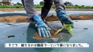 認定こども園ひかり幼稚園　ひかり農園🌱