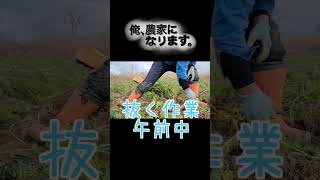 新年一発目の人参収穫は腰にきました！！人参農家は腰が痛い！