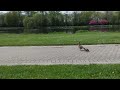 poor duckling gets kidnapped by flying hunter