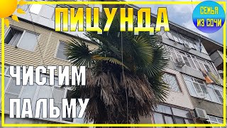 ПИЦУНДА 🌴 Обрезка пальмы | Субтропическая страна