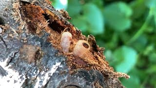 鶏と田舎暮らし(13)　　　　　　　　　　　　　　　　　　　　　　　　　　　　　　　　　　　いちじくの木を荒らすカミキリ虫の幼虫駆除(父と鶏と一緒に)\u0026干しいちじく作り