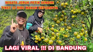 WISATA KEBUN JERUK JEMA'S PETIK SENDIRI, TIKET 10,000 MAKAN JERUK SEPUASNYA #atinstachannel158