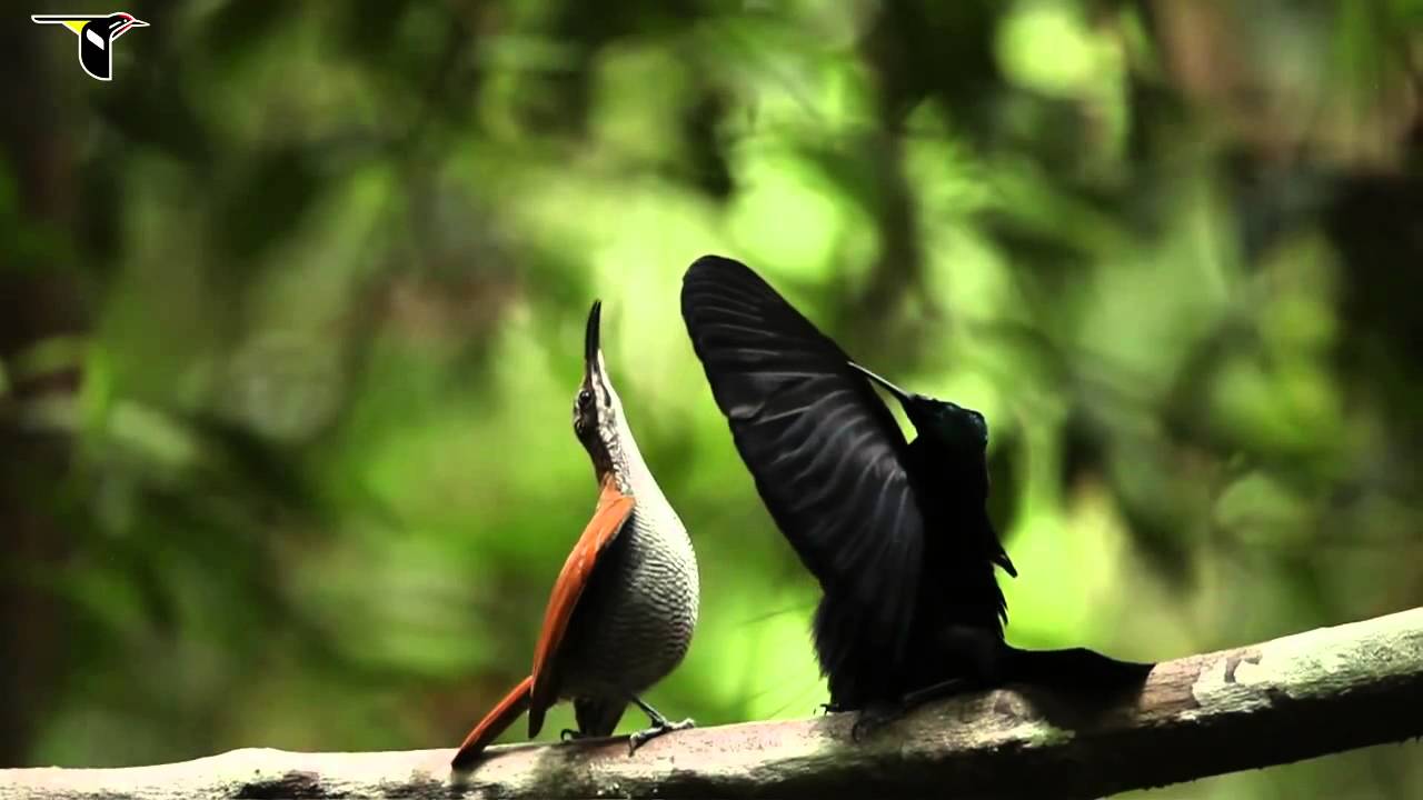 Aves Del Paraíso_Nueva Guinea - YouTube