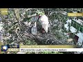 live wild crested ibises take care of precious newborn in nw china 17岁高龄野生朱鹮哺育新生宝宝