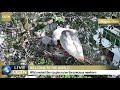 live wild crested ibises take care of precious newborn in nw china 17岁高龄野生朱鹮哺育新生宝宝