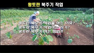 왕토란 재배법, 왕토란 북주기#왕토란재배법 #돈되는작물 #귀농작물