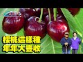 The Secret of Crazy Blooming and Fruiting of Cherry Trees!