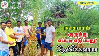 ஈச்ச மரம் குருத்து எப்படி எடுப்பது | OTTA CETTI