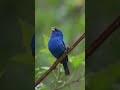 Spotted sparrow #indigo #bunting #sparrow