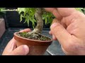 【ymj】１年かけて失敗したらダメージでかいな 盆栽 bonsai