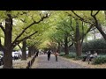 秋の散歩　紅葉を探して　明治神宮外苑　イチョウ並木　2018.11.8