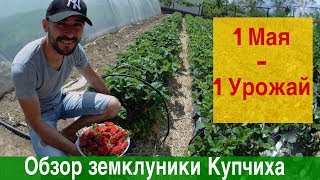 Обзор земклуники Купчиха весной в теплице и на грунте.❗️❗️❗️1 Мая - 1 Урожай ❗️❗️❗️