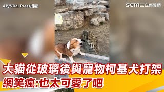 大貓從玻璃後面與寵物柯基犬打架 網笑瘋:也太可愛了吧｜三立新聞網 SETN.com