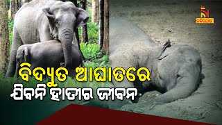 To Prevent Elephant's Electoral Death, Odisha Government Announces 445.75 Crore Package