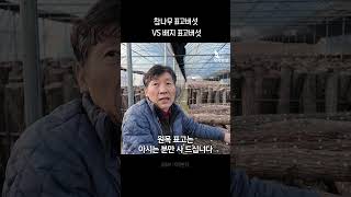 배지 vs 참나무 표고버섯