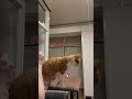 主が食べてる物をチュールと勘違いした猫。　 shorts