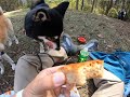 柴犬サクラとスミレと犬連れ登山　山梨百名山　扇山1138ｍ　富嶽十二景