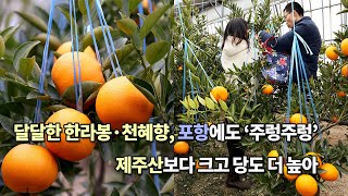 달달한 한라봉·천혜향, 포항에도 ‘주렁주렁’