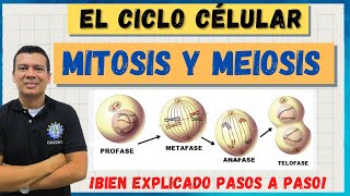 THE CELL CYCLE: MITOSIS AND MEIOSIS. WONDERFUL, WELL EXPLAINED