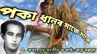 Poka Dhanor Maje Maje (পকা ধানৰ মাজে মাজে) - by Rudra Baruah