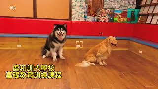 阿拉斯加犬訓練基礎教育課程/中部鹿和訓犬學校/鹿和狗狗專屬旅館住宿服務