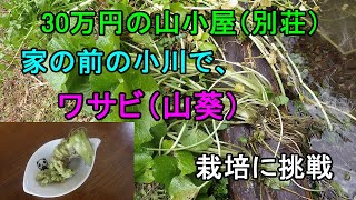 59.【30万円の別荘】～山葵～庭の沢にワサビ田を作り、天然ワサビを植えました。美味しいワサビが収穫できるのが楽しみです。