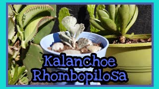 Kalanchoe RHOMBOPILOSA una joya 💍