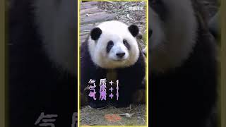 花花驾到! 来看女明星的“显眼包”日常~ #金熊猫奖 #GoldenPandaAwards