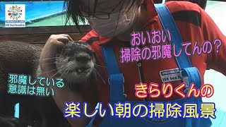 Otter] Enjoying the usual morning cleaning of the breeding house (*´з`) (Ise Sea Paradise/Aquarium)