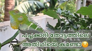 എളുപ്പത്തിൽ പച്ചക്കറി തോട്ടം തുടങ്ങാം..🌱🪴