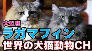 「大型でゴージャス！ラガマフィンの可愛さを大公開」_#世界の犬猫動物CH